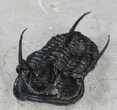 Devil Horned Cyphaspis Walteri Trilobite - #39777-3